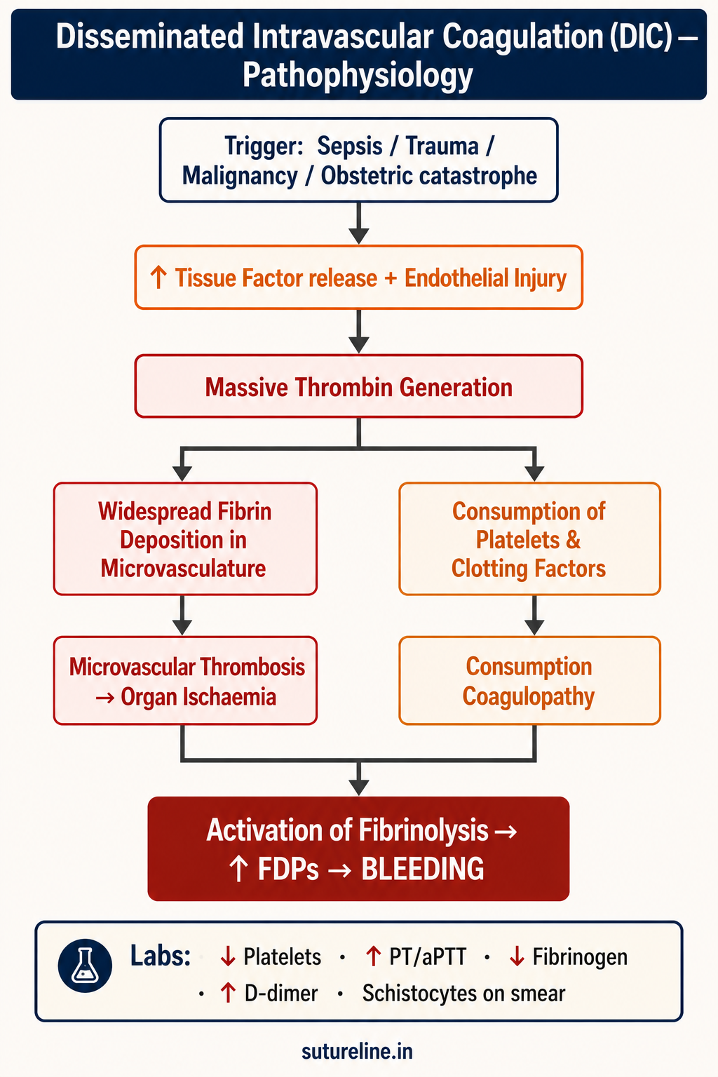 DIC Pathophysiology Flowchart