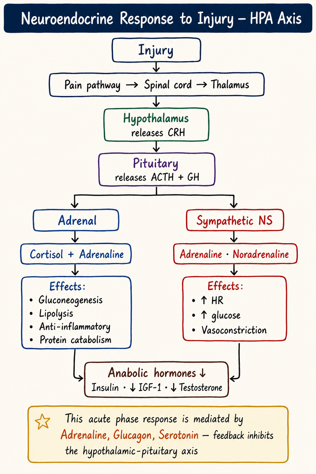 Innate and Adaptive Immunity in Response to Injury