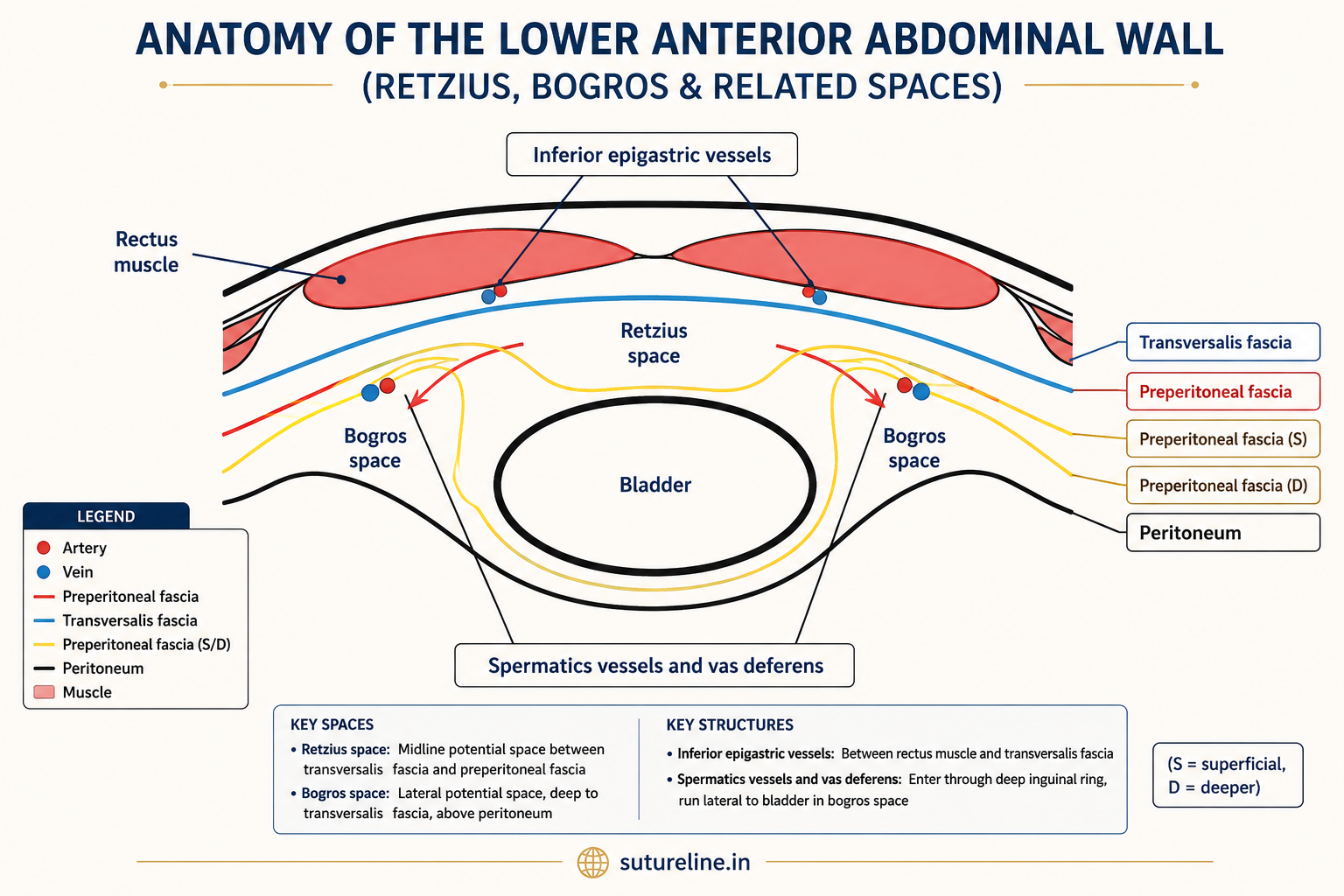 Anatomy of lower anterior abdominal wall — Retzius and Bogros spaces
