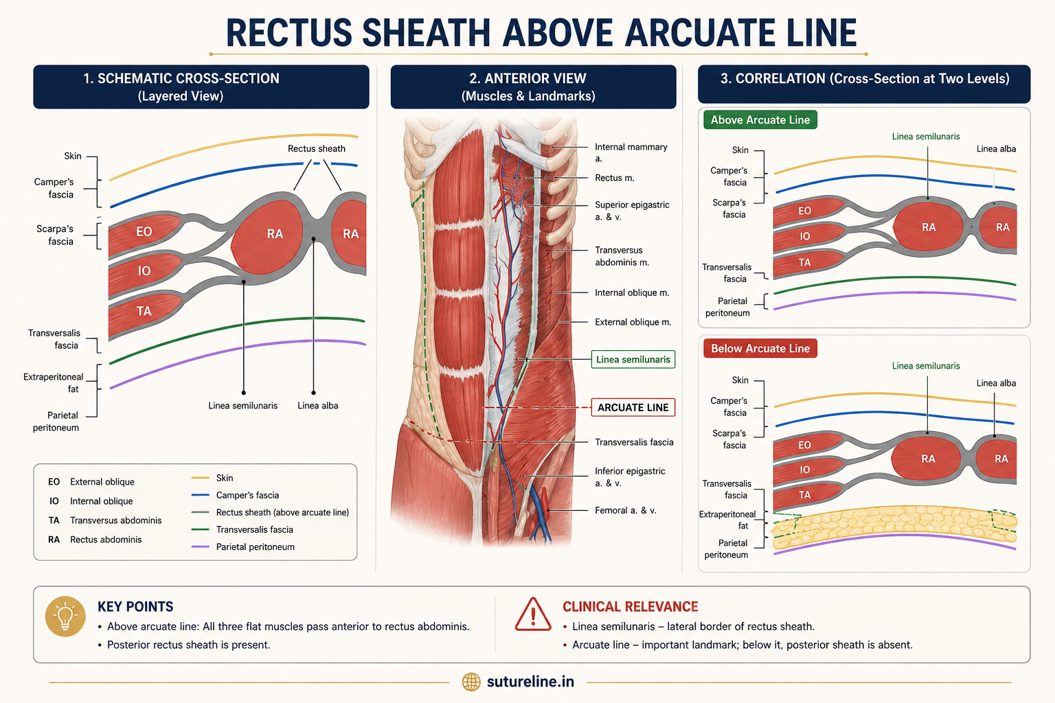 Rectus sheath above and below arcuate line