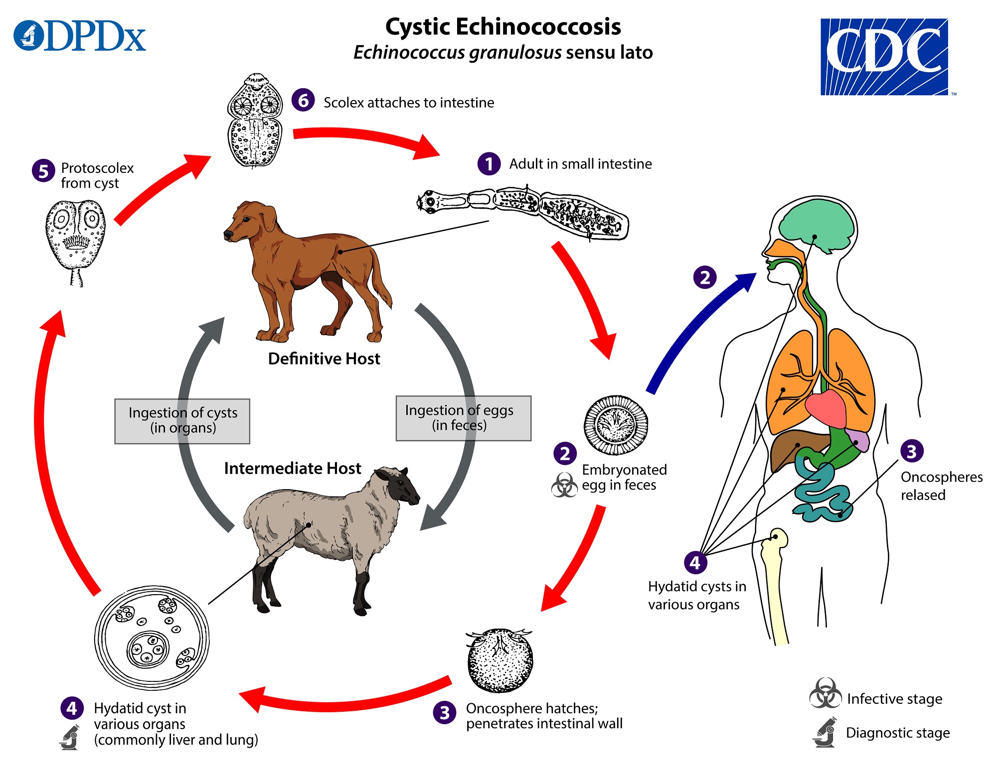 Cystic Echinococcosis (Echinococcus granulosus) Life Cycle
