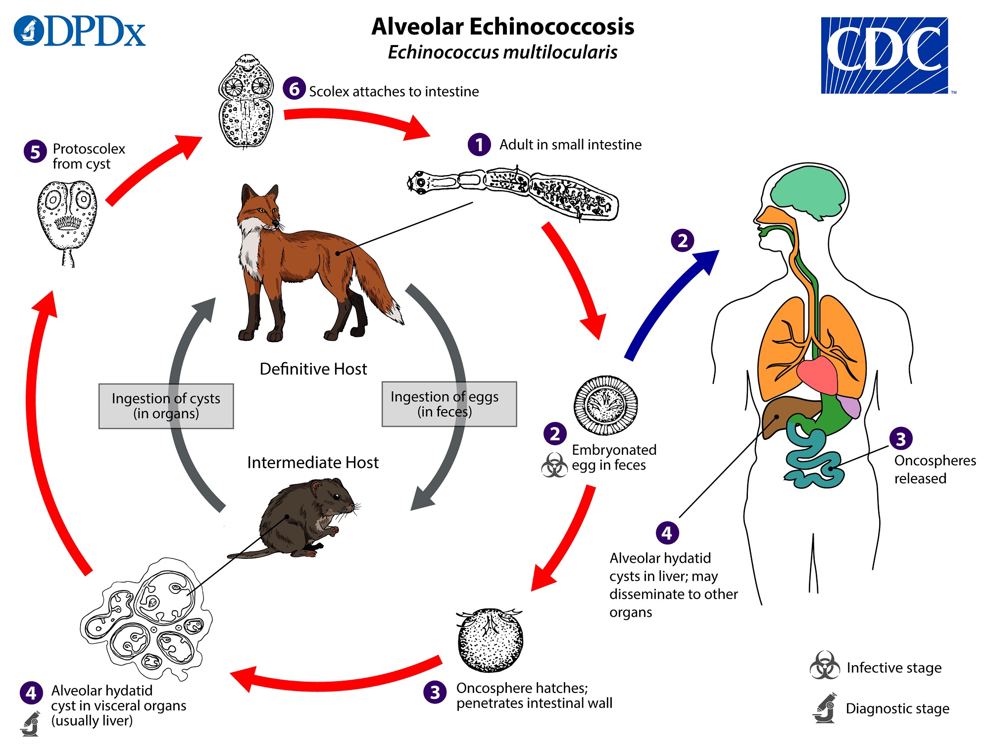 Alveolar Echinococcosis (Echinococcus multilocularis) Life Cycle